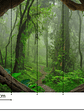 TROPICAL FOREST  - Miniatura 3