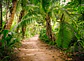 PALM WALK - thumbnail 1