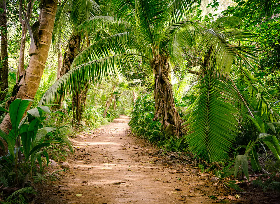 PALM WALK 1
