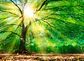 FOREST LIGHT - thumbnail 1