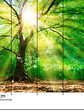 FOREST LIGHT - Miniatura 3