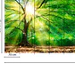 FOREST LIGHT - thumbnail 3