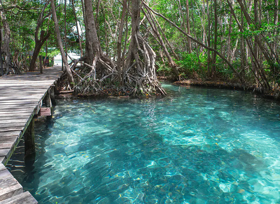JUNGLE PATH 1