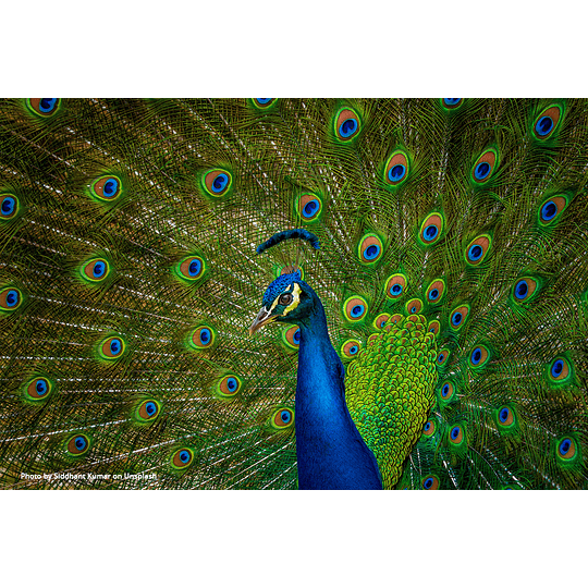 Paperblanks Libreta Ultra Hafiz’s Peacocks