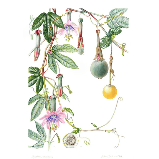 Libro Plantas y Árboles de los Bosques de Chile