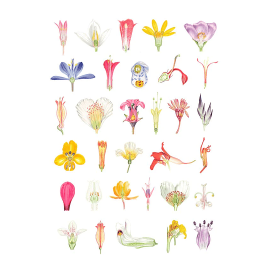 Libro Plantas y Árboles de los Bosques de Chile