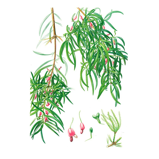 Libro Plantas y Árboles de los Bosques de Chile