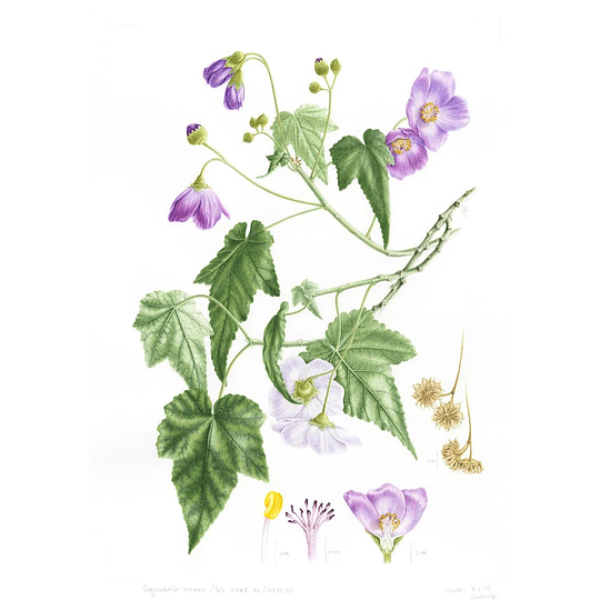 Libro Plantas y Árboles de los Bosques de Chile