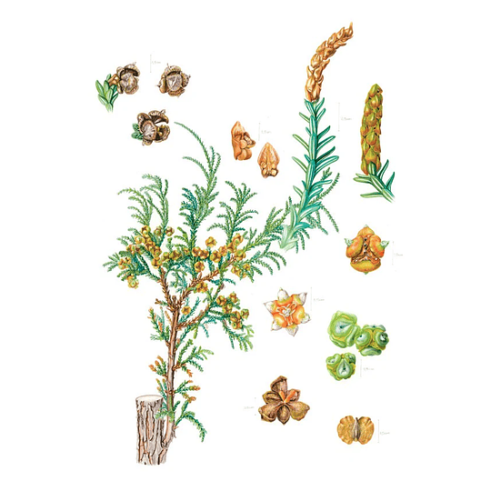 Libro Plantas y Árboles de los Bosques de Chile