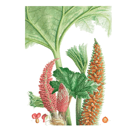 Libro Plantas y Árboles de los Bosques de Chile