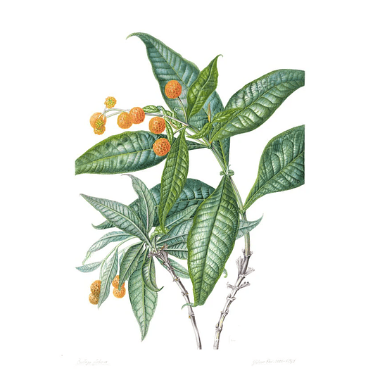 Libro Plantas y Árboles de los Bosques de Chile