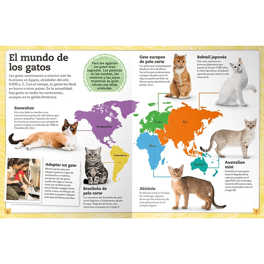 Libro Mi Libro de Gatos y Gatitos