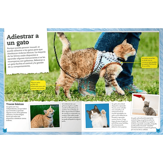 Libro Mi Libro de Gatos y Gatitos