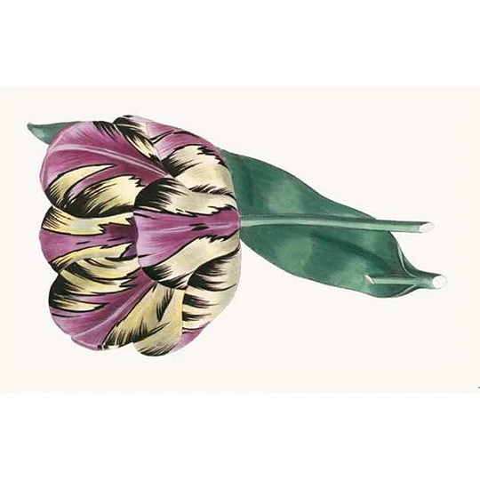 100 Flores. Tarjetas con motivos florales (RHS)