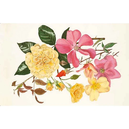 100 Flores. Tarjetas con motivos florales (RHS)
