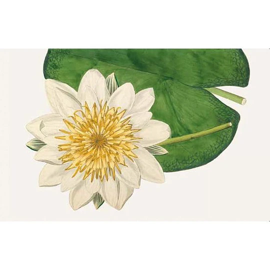 100 Flores. Tarjetas con motivos florales (RHS)