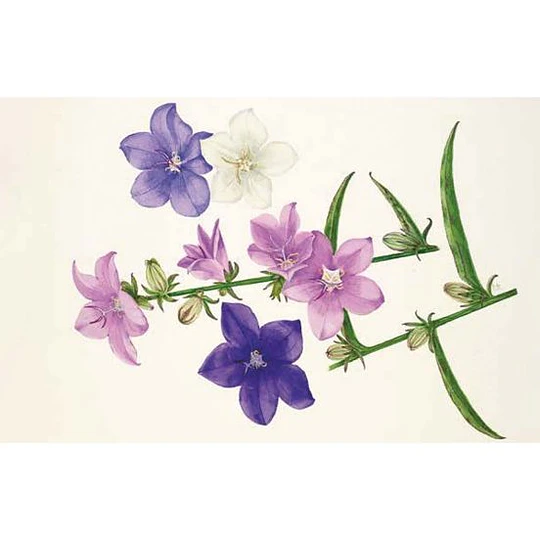 100 Flores. Tarjetas con motivos florales (RHS)