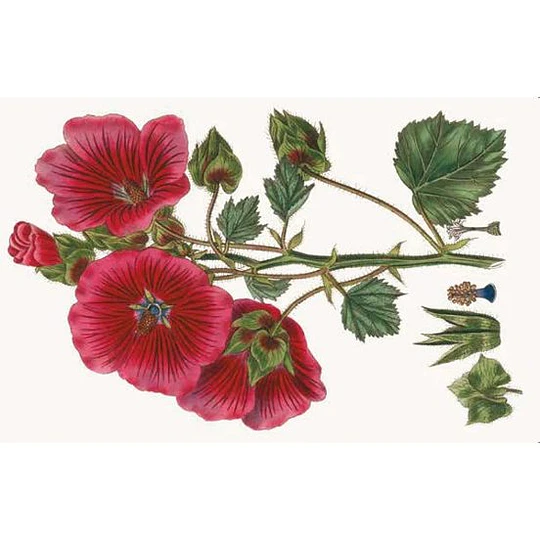100 Flores. Tarjetas con motivos florales (RHS)