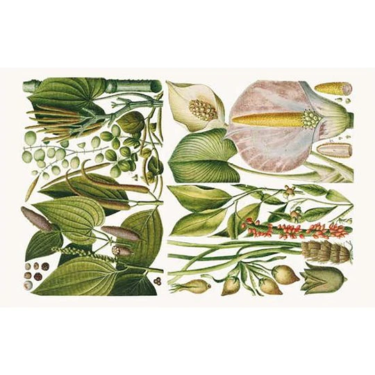 100 Flores. Tarjetas con motivos florales (RHS)