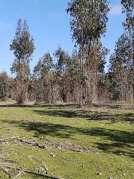 Hacienda Vichuquen VII Región