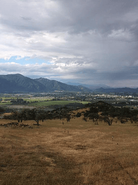 BOLDOS DE COLCHAGUA (SAN FERNANDO)