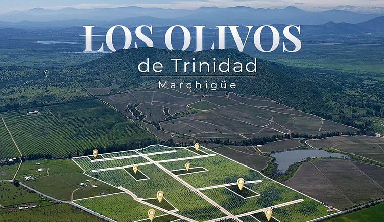 OLIVOS DE TRINIDAD VI REGIÓN