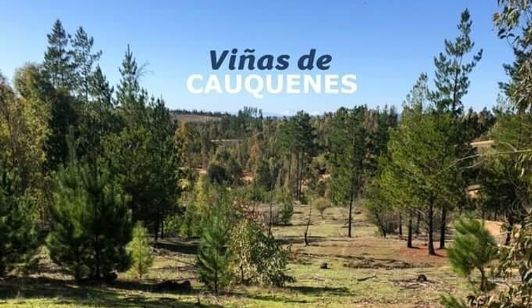VIÑAS DE CAUQUENES VII REGIÓN
