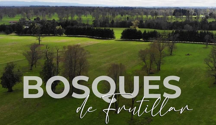 BOSQUES DE FRUTILLAR X REGIÓN