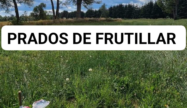PRADOS DE FRUTILLAR X REGIÓN