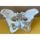 PELVIS ARTICULADA SIN FÉMURES NI COXIS- 2da selección 1
