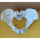 PELVIS ARTICULADA SIN FÉMURES NI COXIS- 2da selección 2