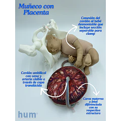 MUÑECO DIDÁCTICO CON PLACENTA