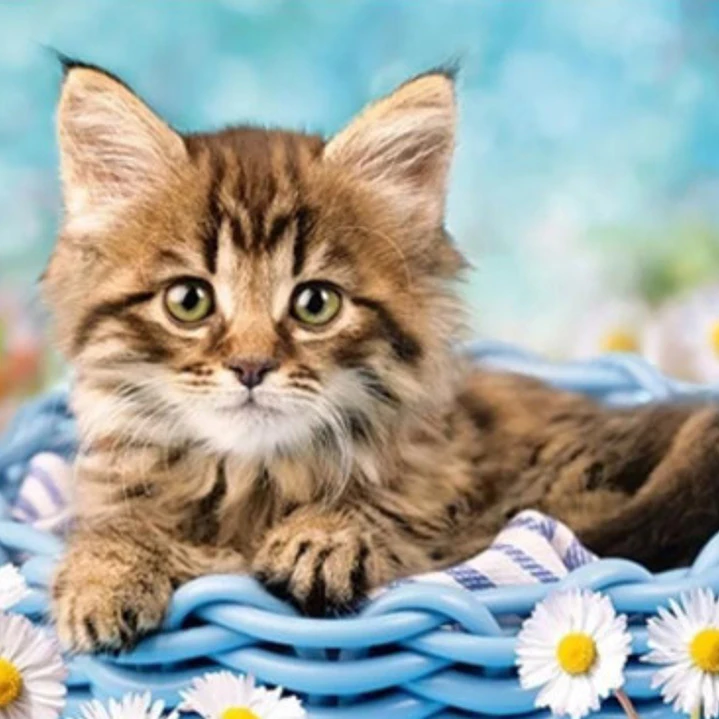 Kit Diamond Painting Pintura De Diamante - Gatito 1
