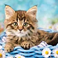 Kit Diamond Painting Pintura De Diamante - Gatito - Miniatura 1