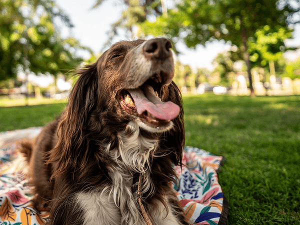 Lo que nadie te dice antes de tener un perro por primera vez