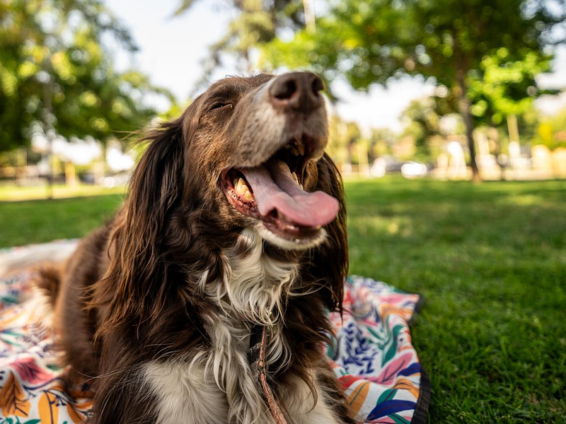 Lo que nadie te dice antes de tener un perro por primera vez