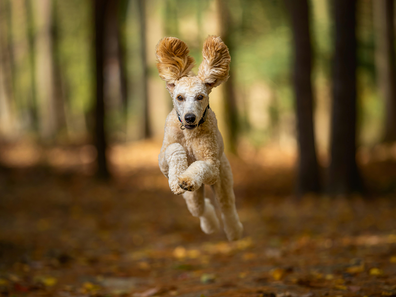 ¿Cuánto ejercicio necesita realmente un perro?