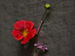 Alfiler Paquete Flores - Miniatura 2
