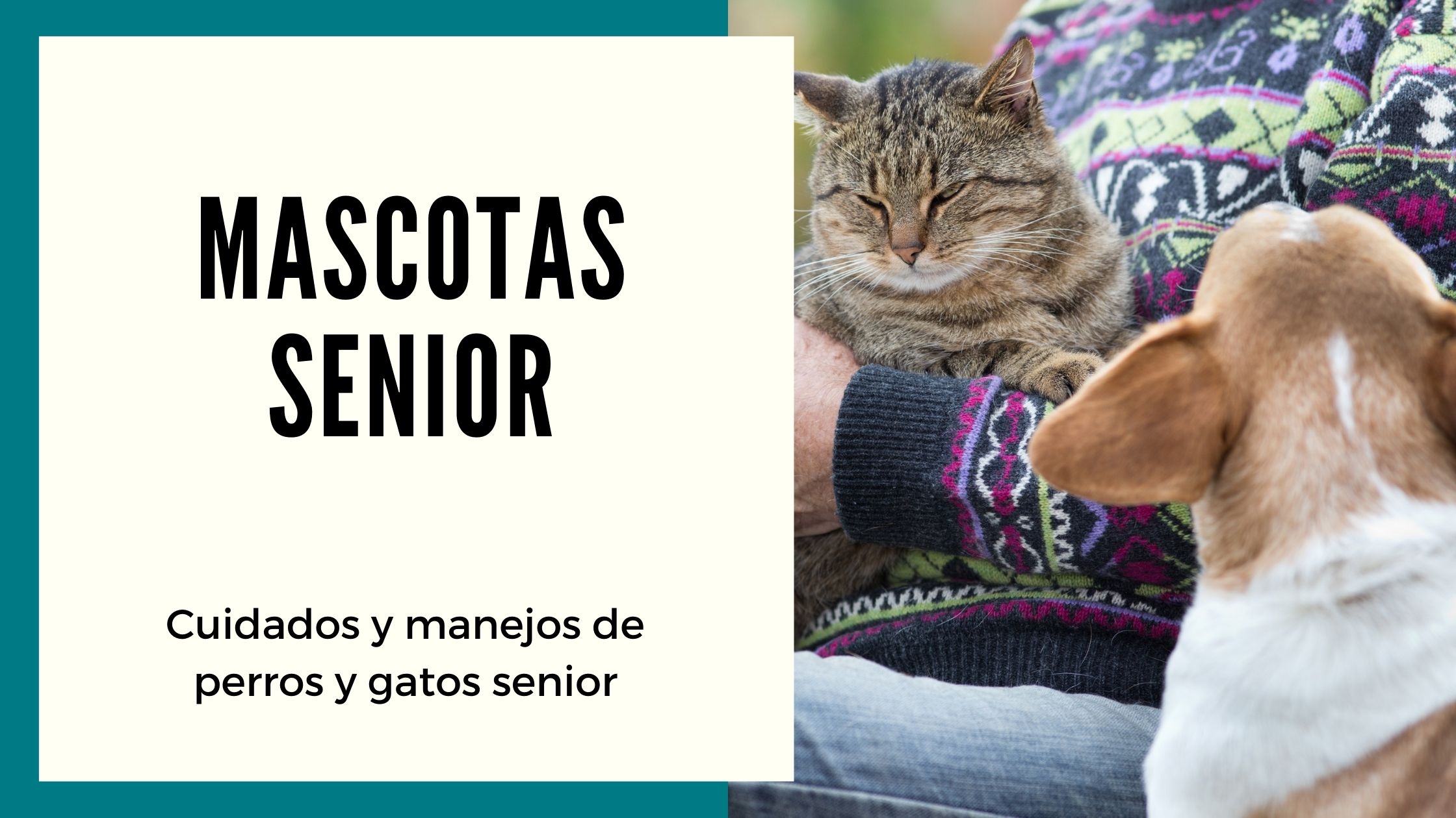 Cuidados y Manejos de Perros y Gatos Senior