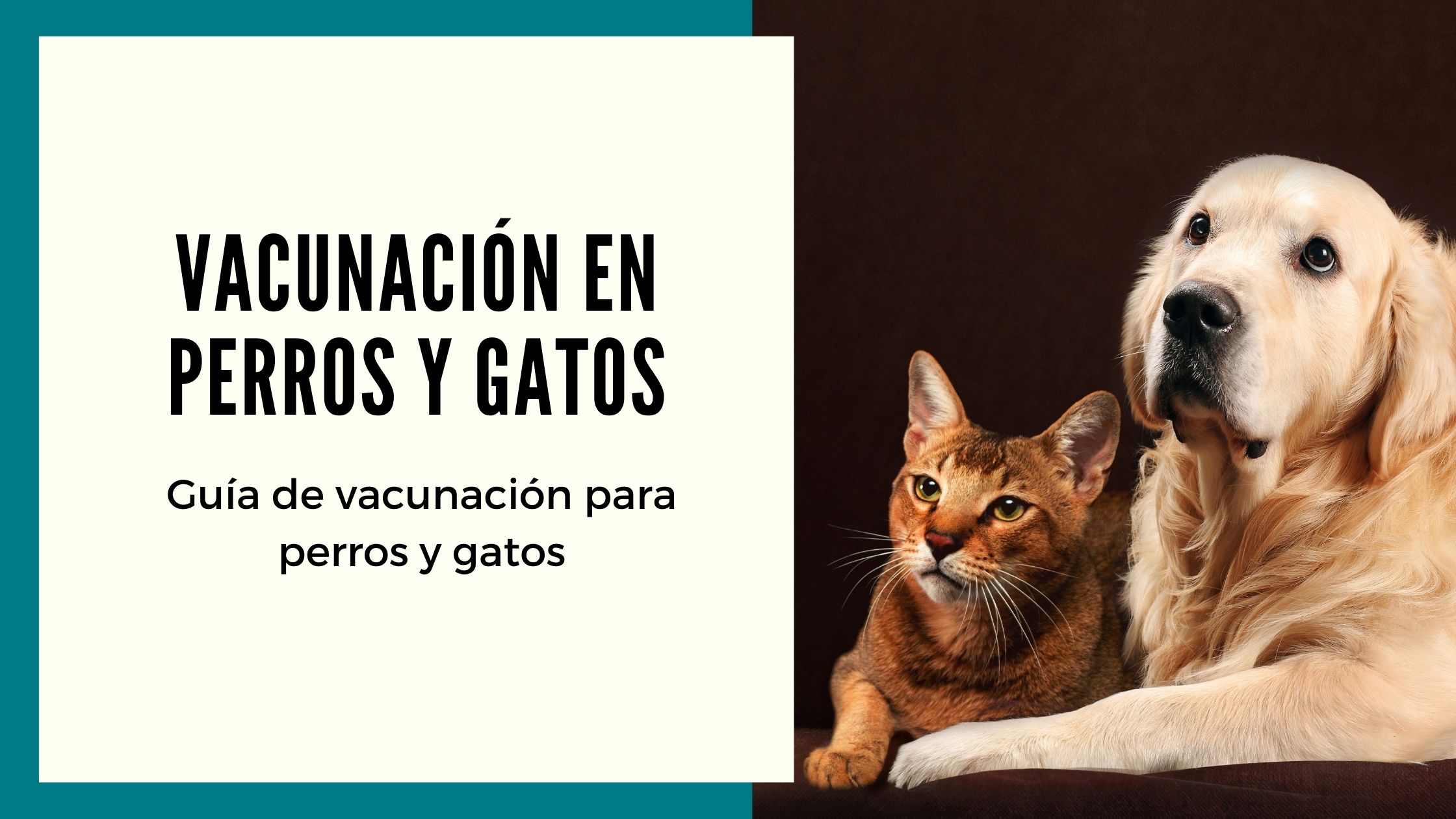 Vacunación en Perros y Gatos