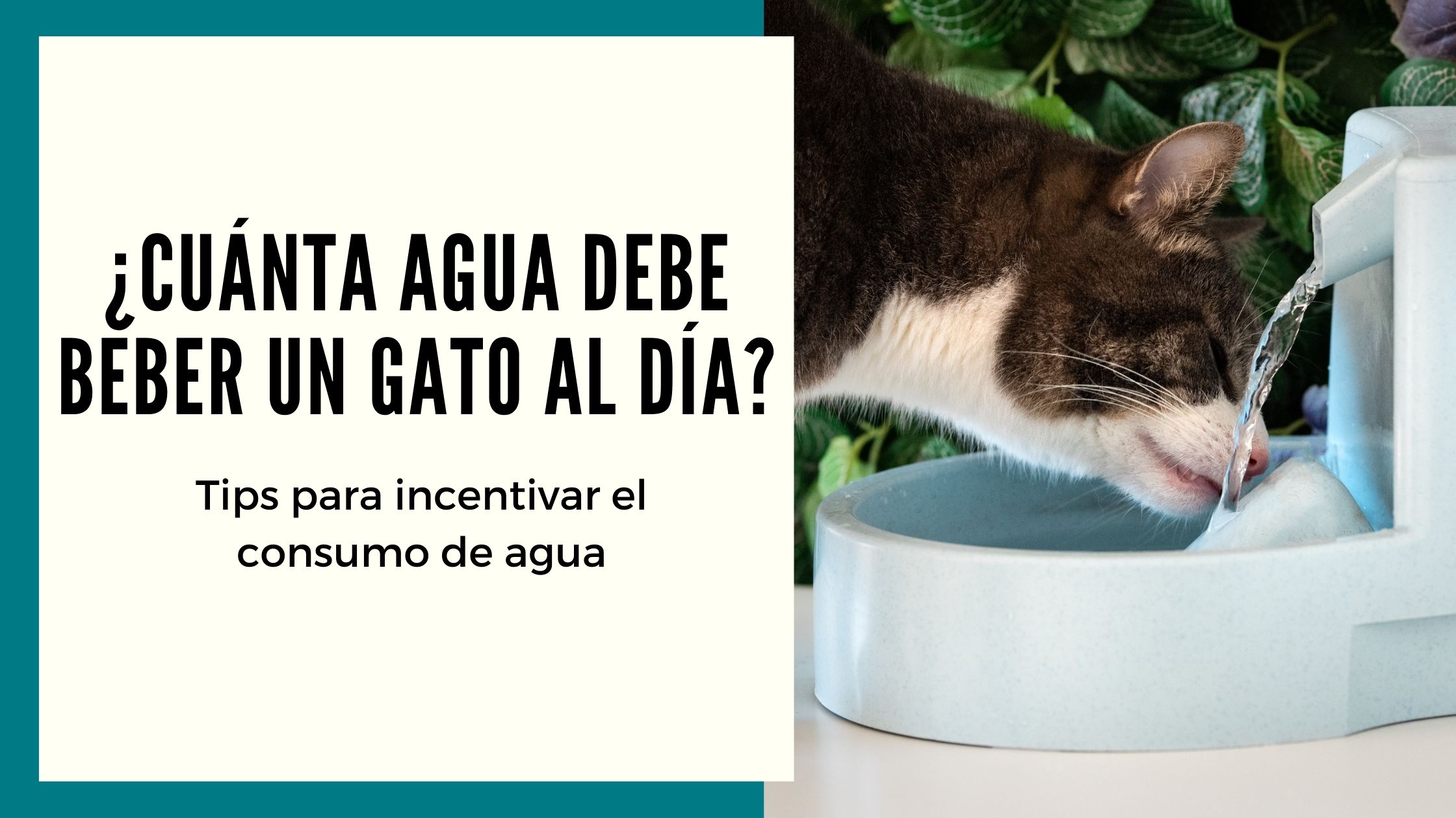 Cuánta agua debe beber un gato al día?