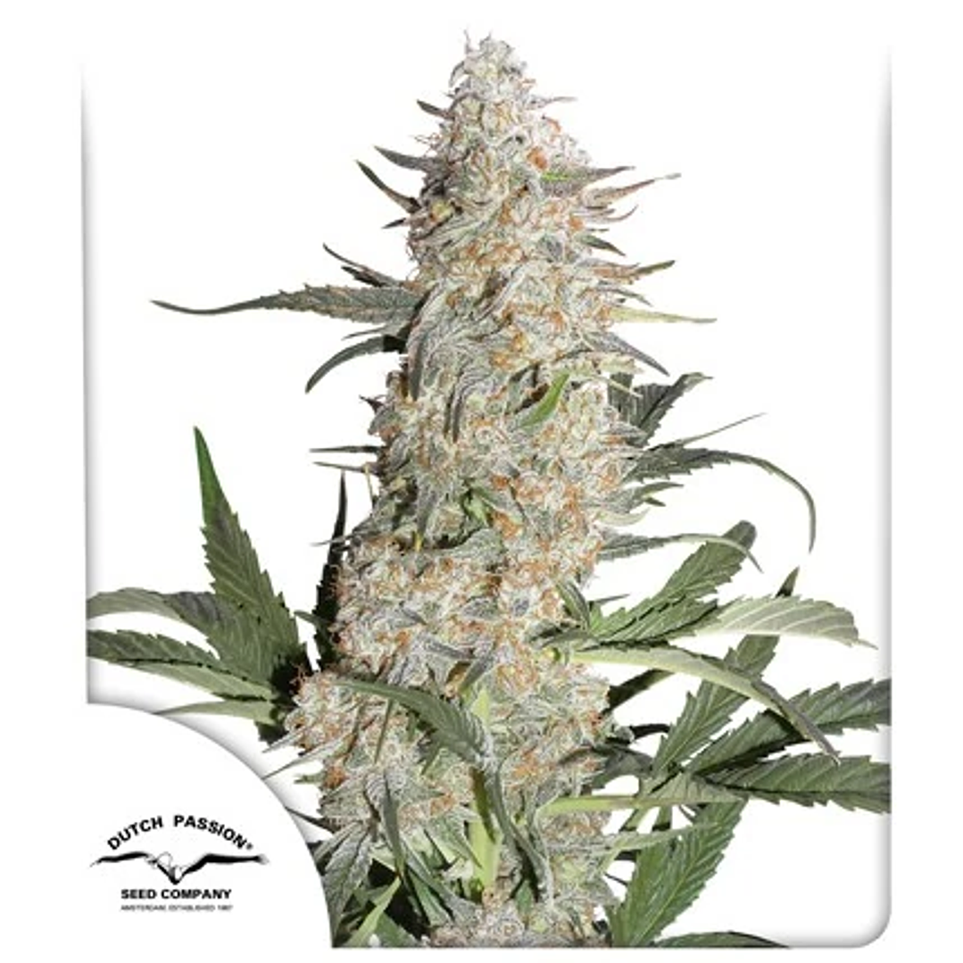 Critical Orange Punch - 25u - Dutch Passion 1