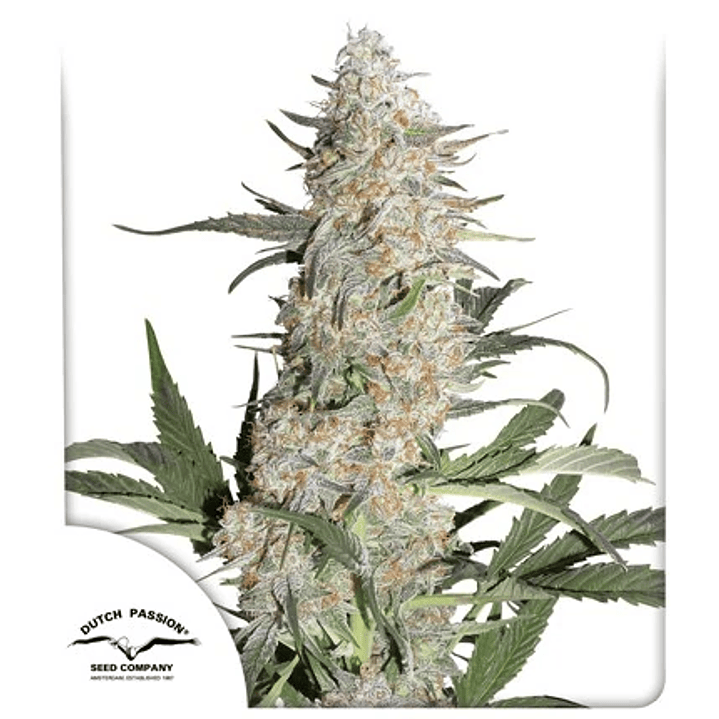 Critical Orange Punch - 25u - Dutch Passion 1