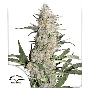 Critical Orange Punch Auto - 7u - Dutch Passion 