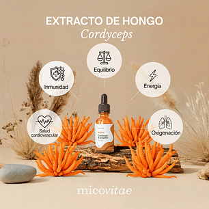 Vitaliza | Extracto de Cordyceps - Micovitae 