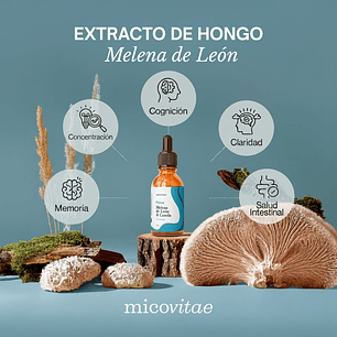 Focus | Extracto de Melena de Leon - Micovitae 
