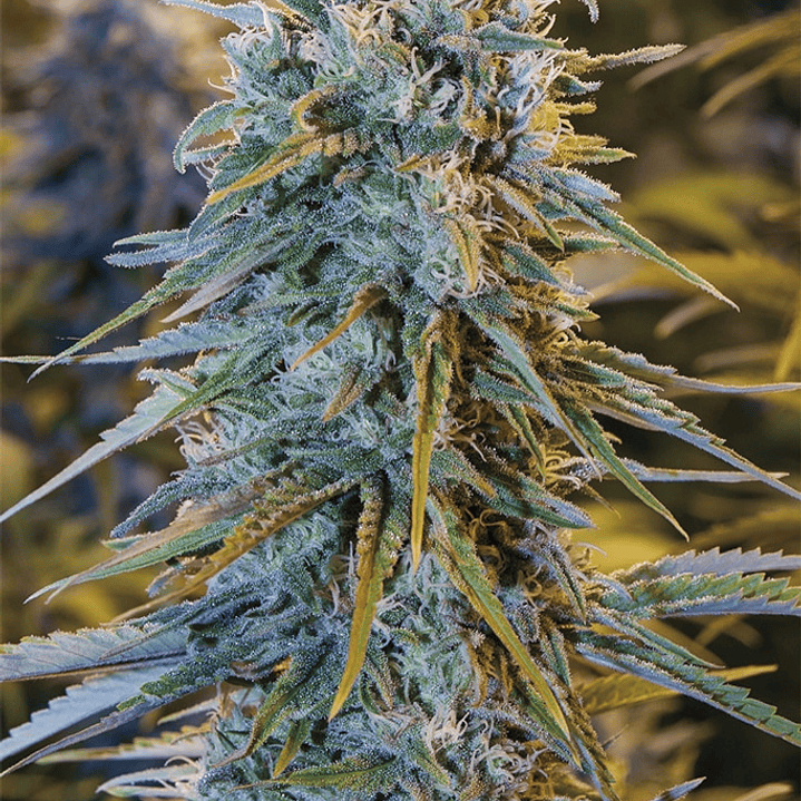 Blue Dream - 3u - Humboldt Seeds 1