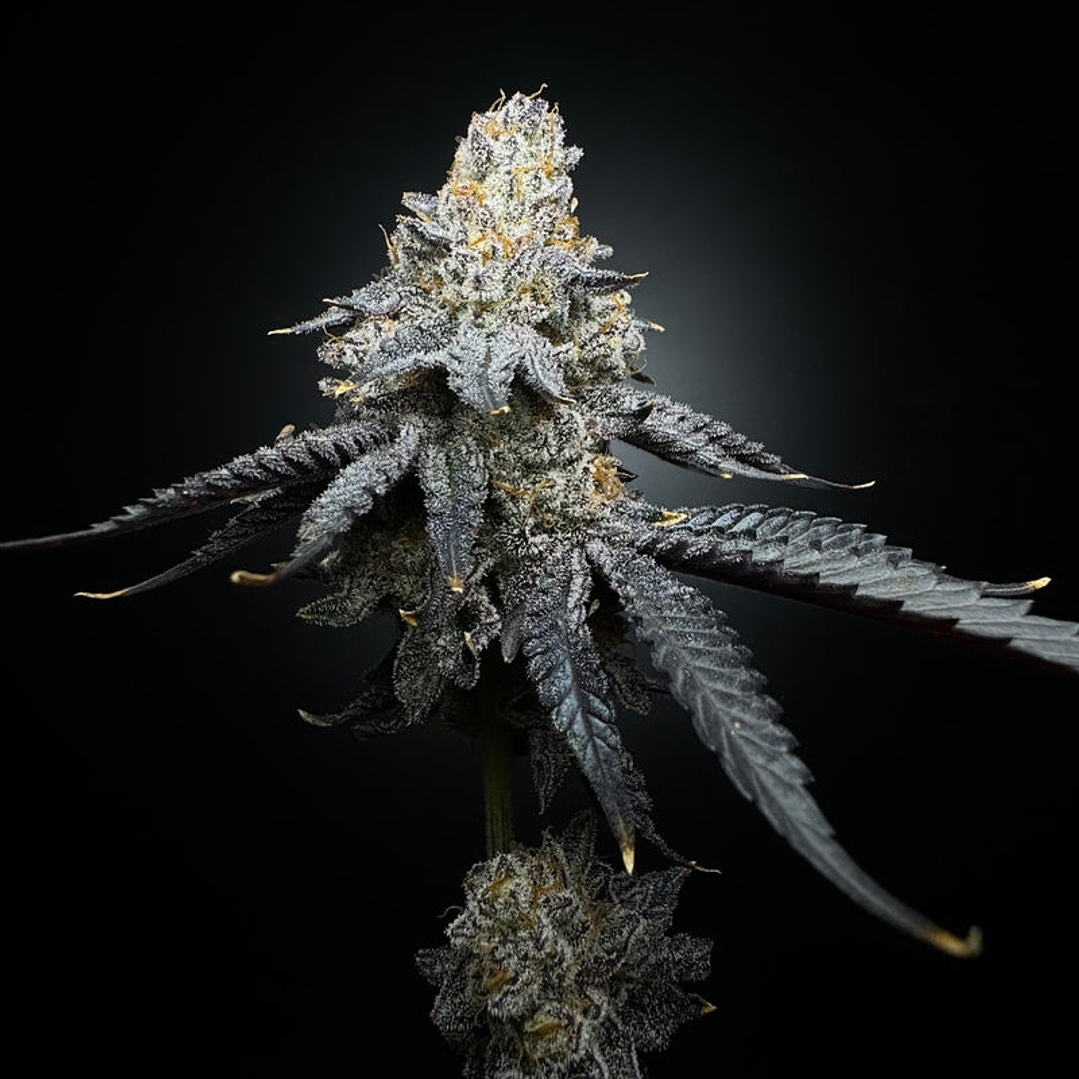 Nesquik REGULAR - 5u - Shuga Seeds 2x1 1