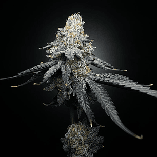 Nesquik REGULAR - 5u - Shuga Seeds 2x1