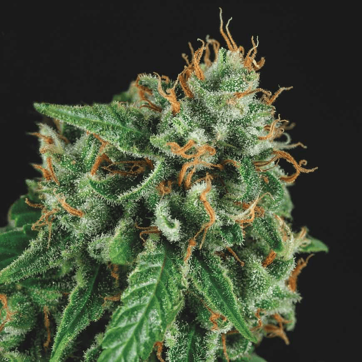 Tutankhamon x Gorilla Glue GOLD LINE 5u - Pyramid Seeds 1